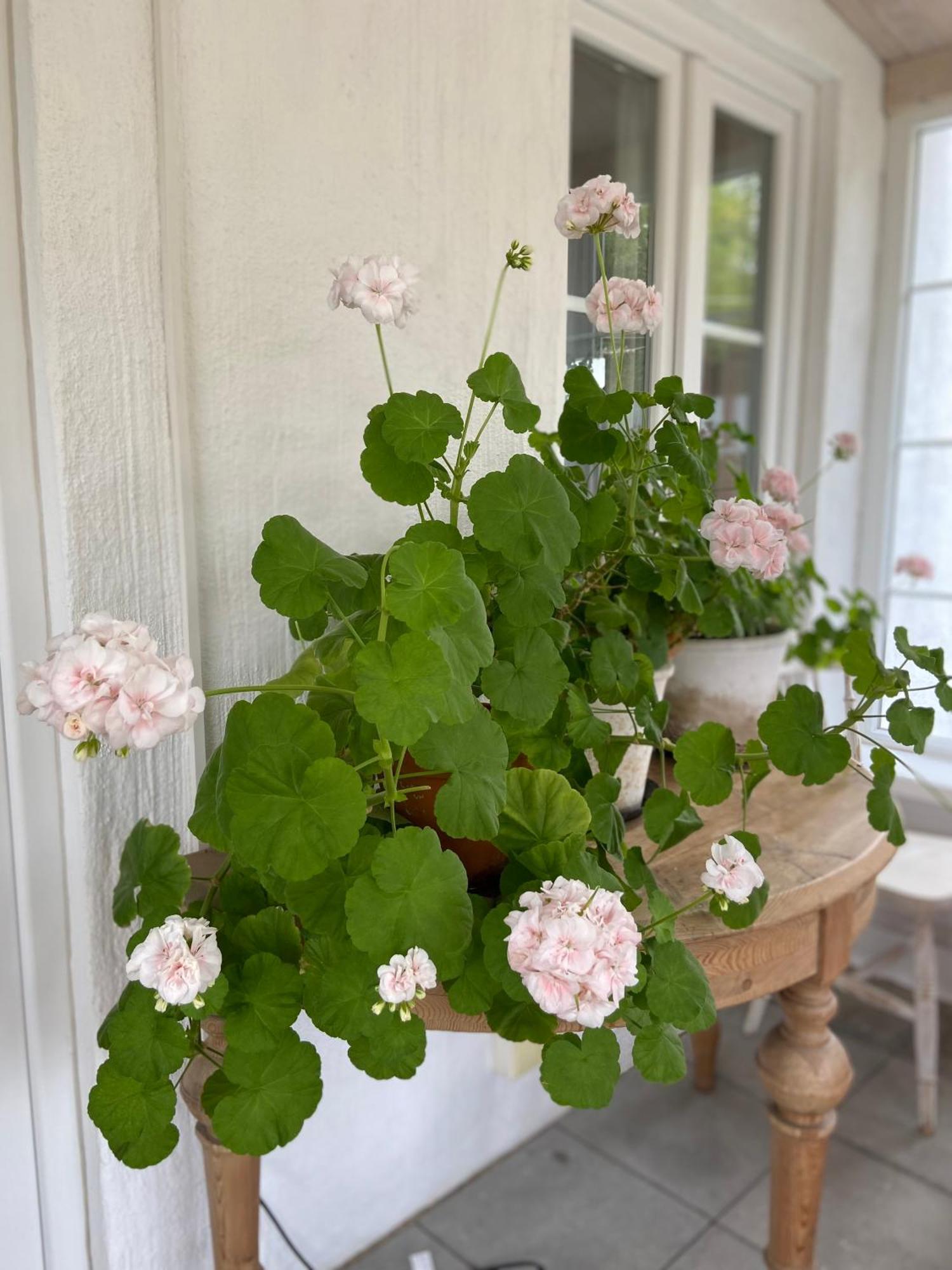טרלבורג Blomstertantens Hus מראה חיצוני תמונה