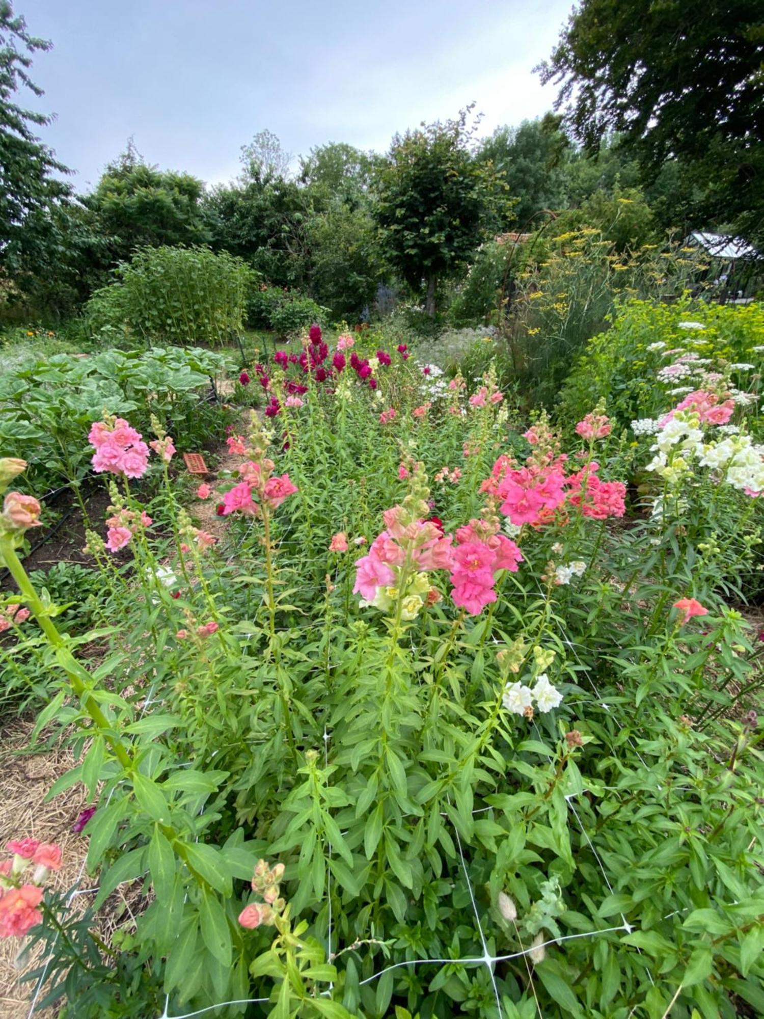 טרלבורג Blomstertantens Hus מראה חיצוני תמונה