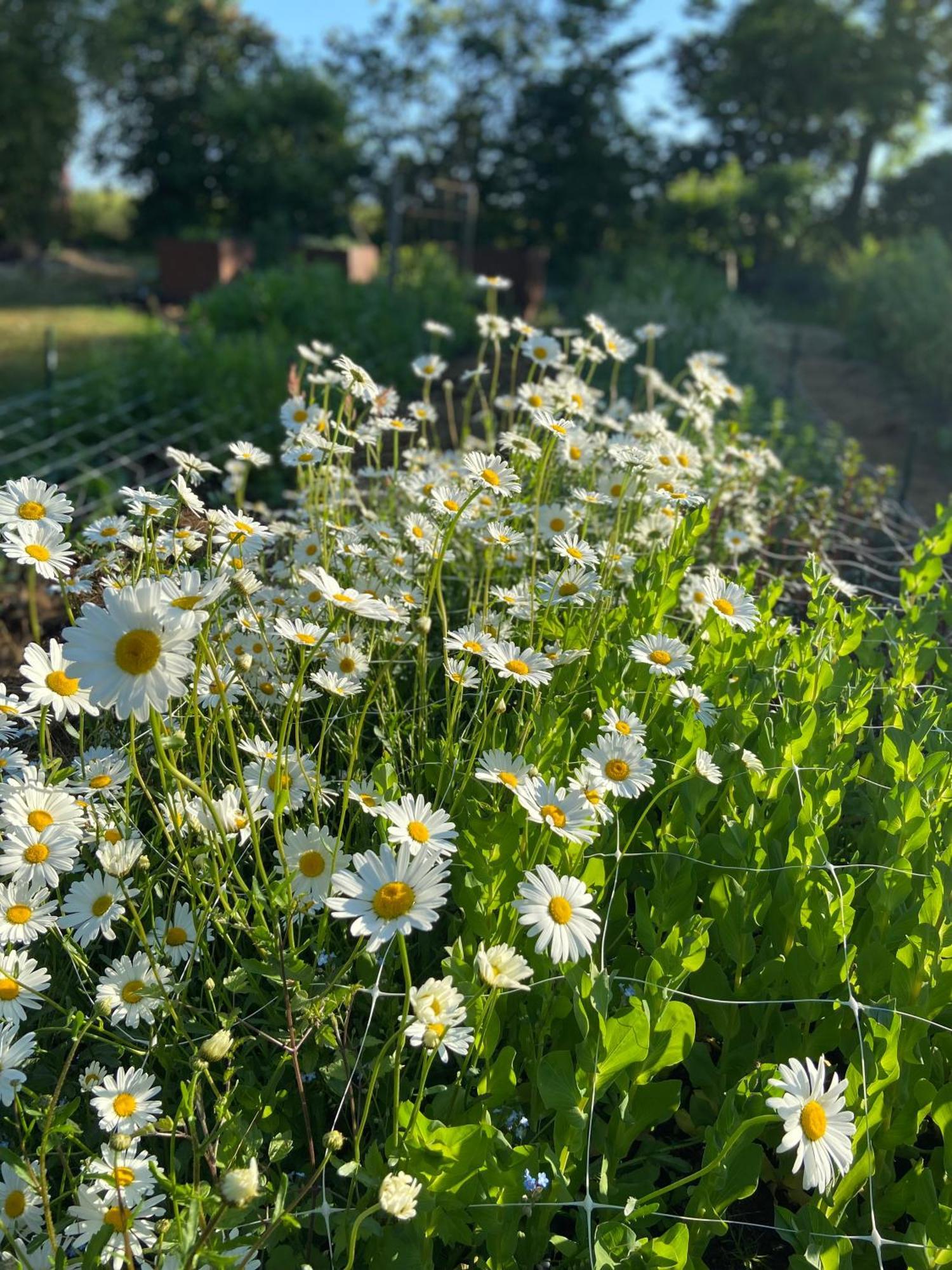 טרלבורג Blomstertantens Hus מראה חיצוני תמונה